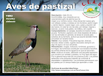 Fichas aves del pastizal