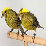 Burung Kenari - Solusi Penangkaran Burung Kenari -  Kode Ring Kenari Import Pada Negara Chili