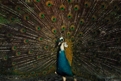 Pauni Peacocks Pfauen Pavos reales