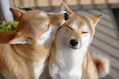 Shiba Inu Behaviour Shiba Inu Dog Breed