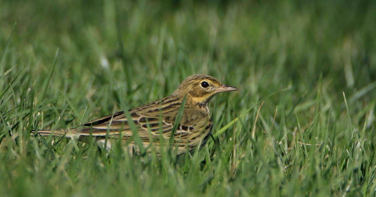 Natural World: Random birding in Barcelona