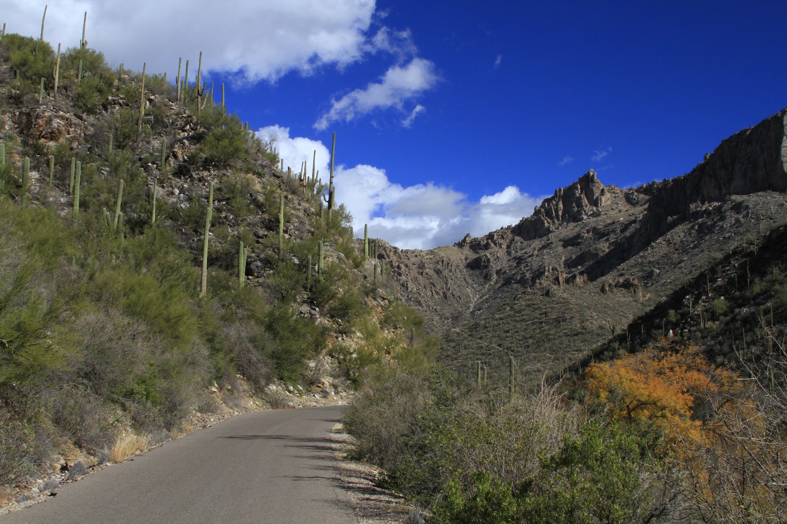 Sonoran Connection Sabino Canyon Ecology Visit 6