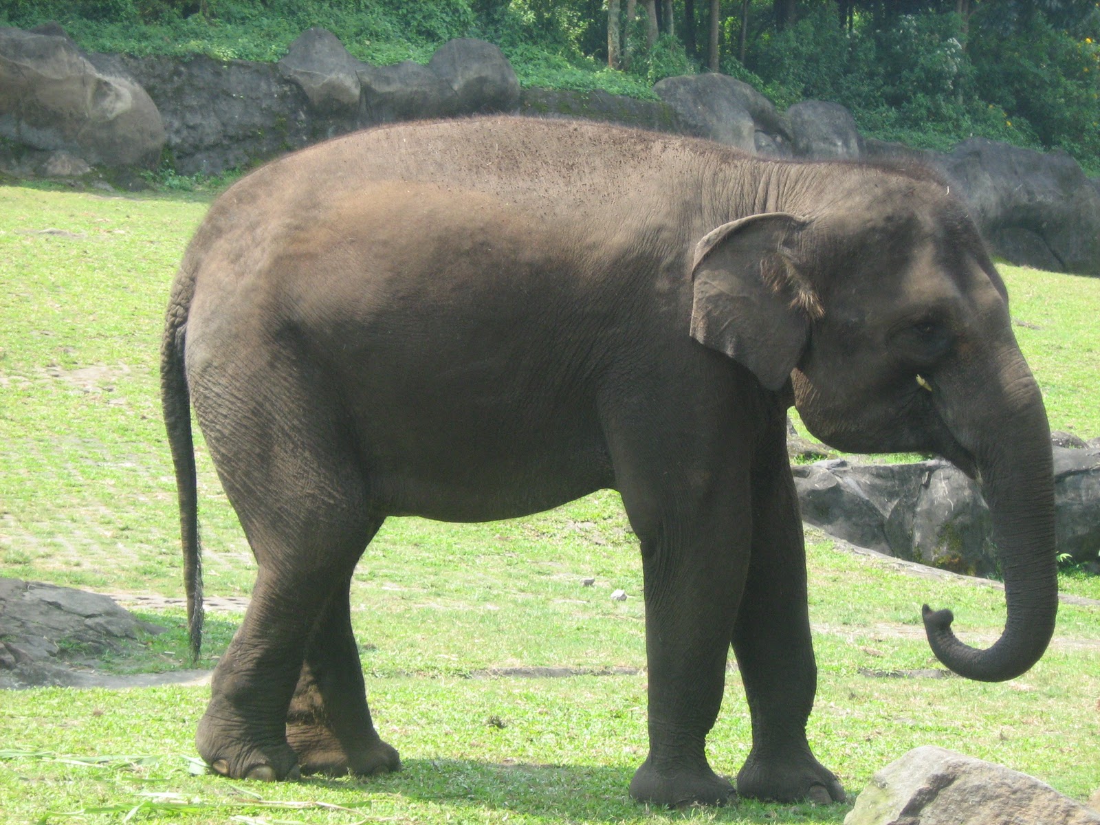 Taman Safari @ Malang, Jatim. | JAF Picture