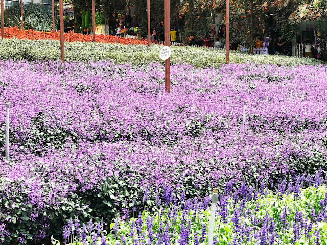 Lavender Garden, Cameron Highlands