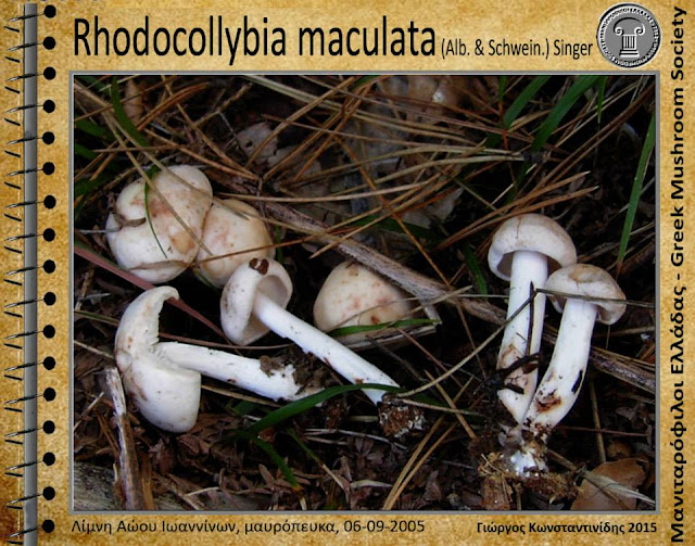 Rhodocollybia maculata (Alb. & Schwein.) Singer