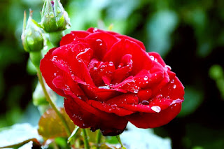 Gambar Bunga Mawar Merah Cantik Gambar Bunga Mawar Merah Cantik dan kuncup