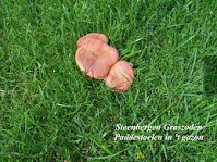 paddestoelen paddestoelen in het gazon