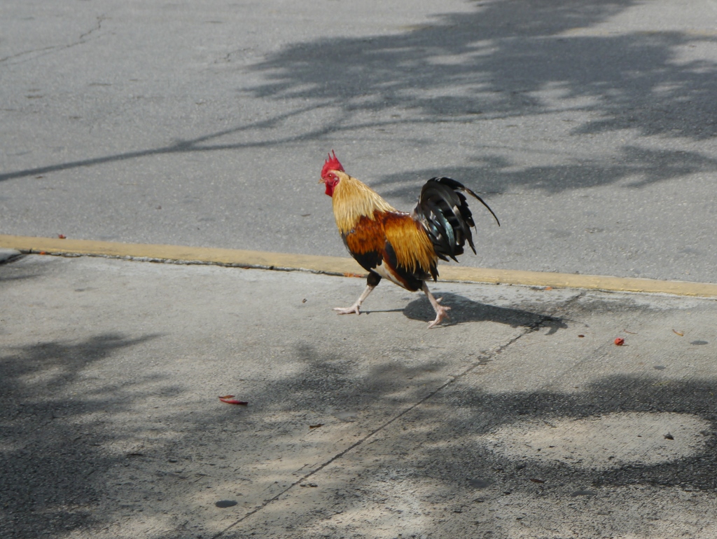 coq Key West Floride