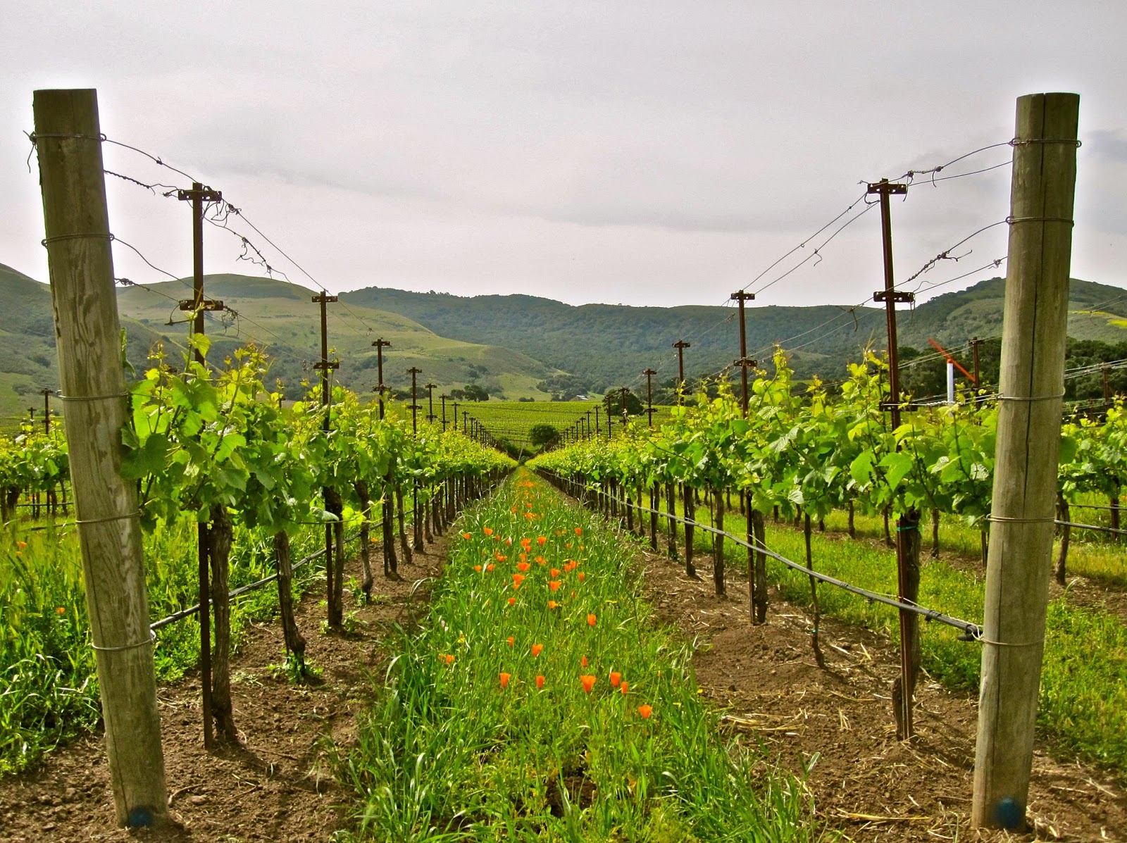 Getting down to seeds and stems at 2018 World of Pinot Noir