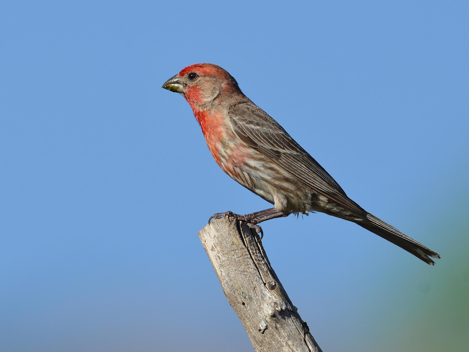 Bobby Harrison Bird Photography Pic of the Day