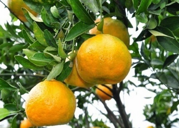 [Fruit] Amazing Health Benefits of Citrus