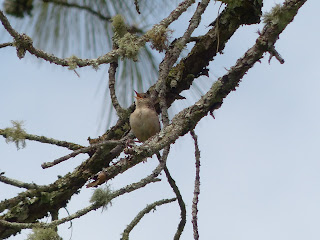 EJE CAFETERO - AVES DE CALDAS - BIRDS OF CALDAS -COLOMBIA: AVES EN EL