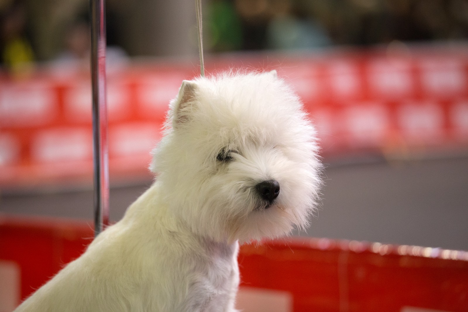 XIX выставка собак в Жироне