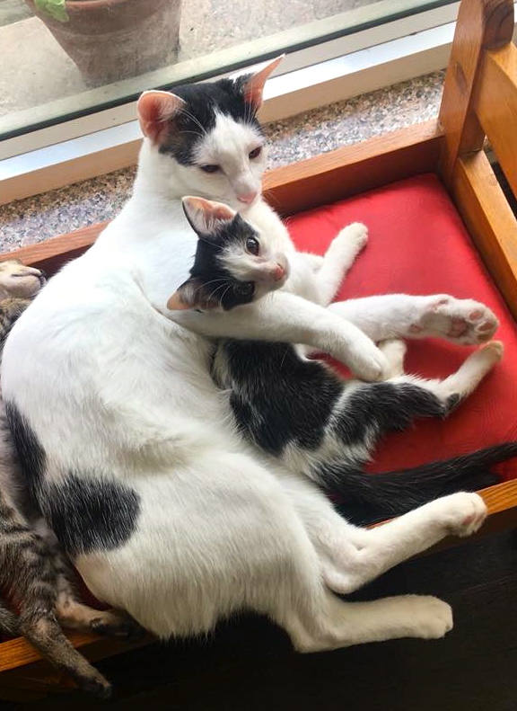 animal-rescue-image animal-rescue-image