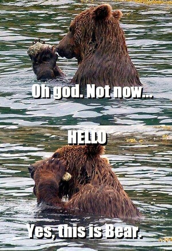 30 Funny animal captions - part 19 (30 pics), bear with caption, yes this is bear