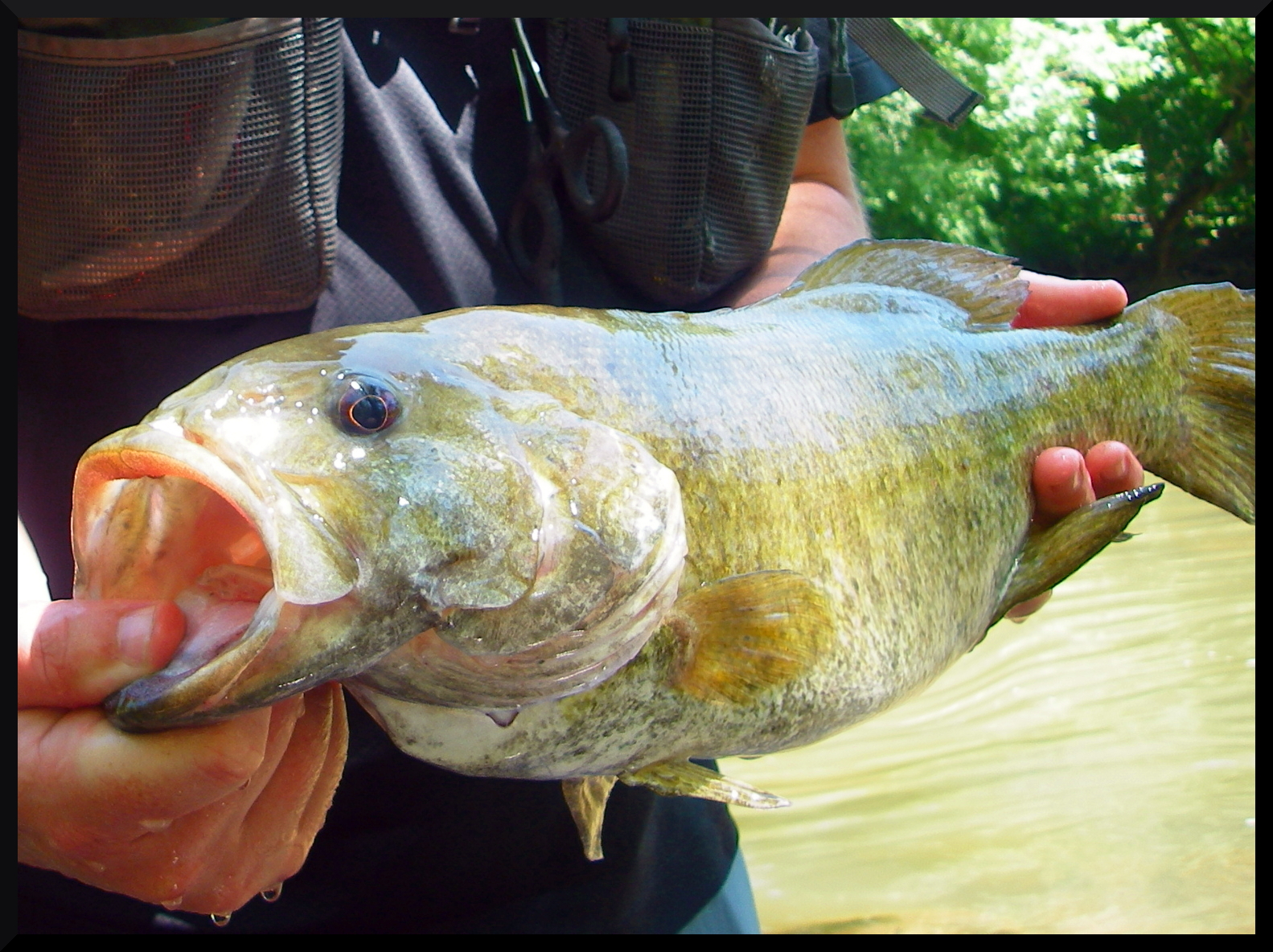 Smallmouth in Your Soup Smallmouth Bass in Indiana Where Do I Fish BT?