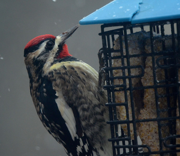 A wintering Yellow-bellied Sapsucker eating suet while snowflakes are falling all around him.