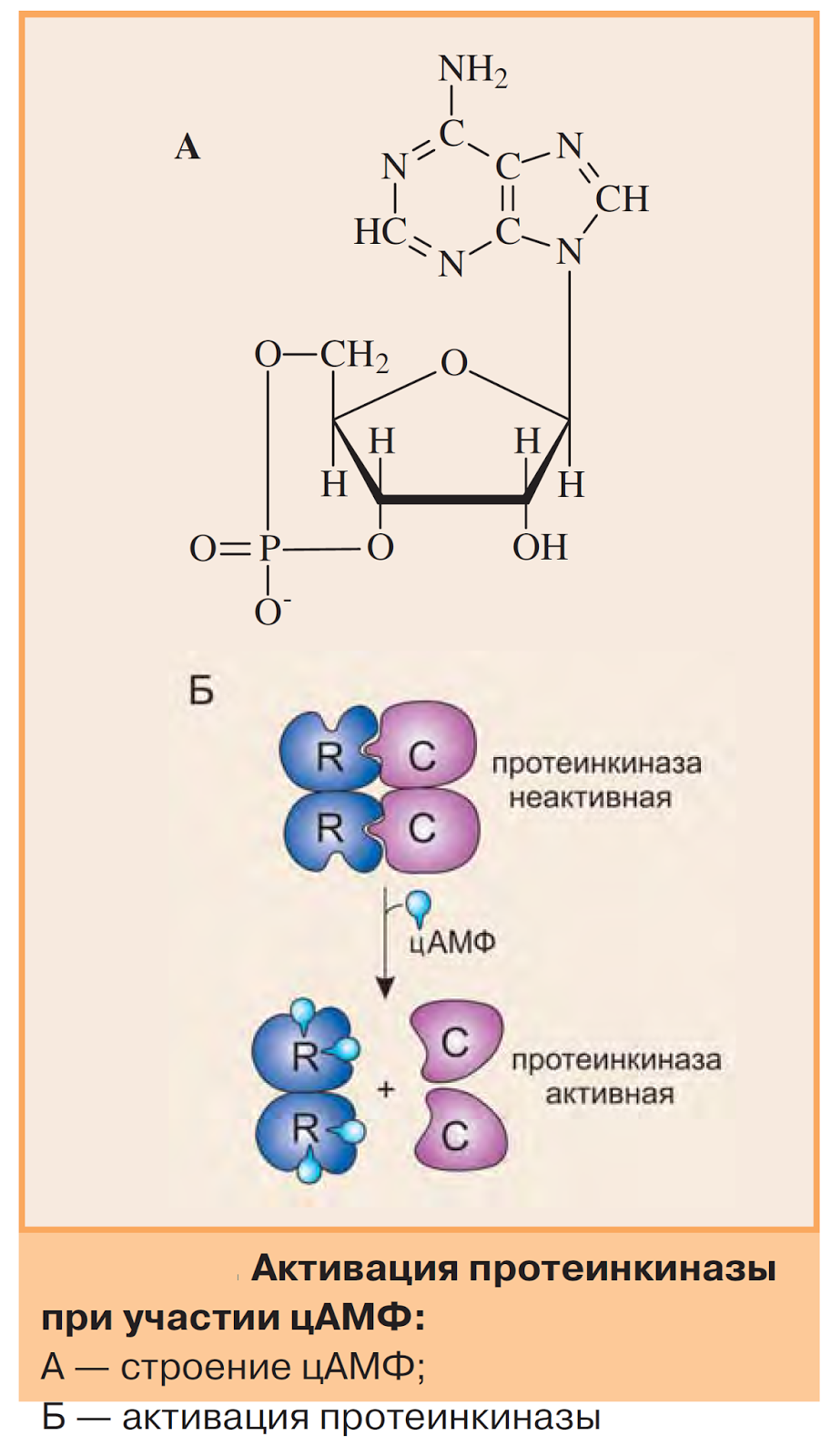 Протеинкиназа а. ЦАМФ зависимая протеинкиназа строение. Строение протеинкиназы. ЦАМФ зависимая протеинкиназа строение регуляция. Строение протеин киназ.