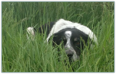 Border Collie laying in grass