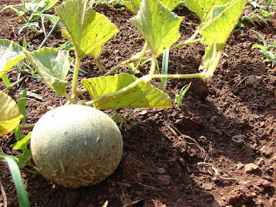 cultiva melon