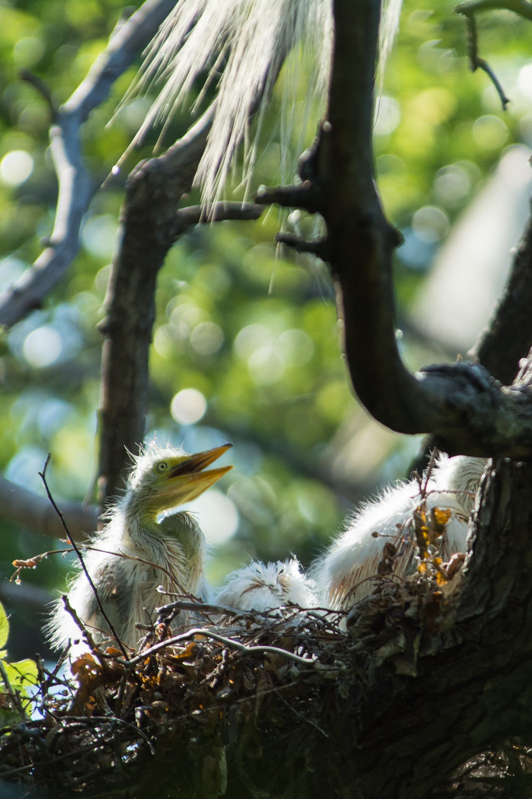 A Tree Falling: UT Southwestern Medical Center Rookery: May 2016