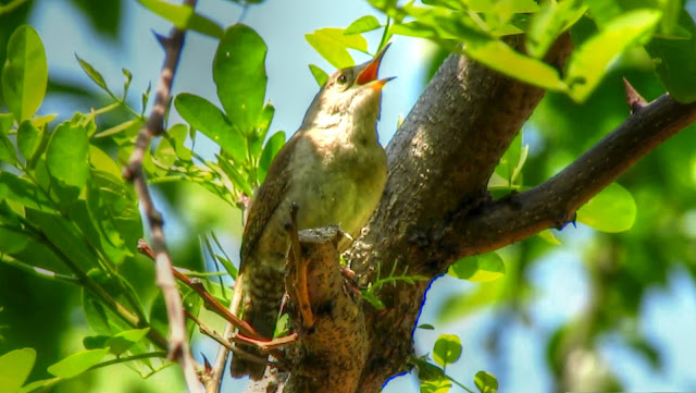 House Wren Singing a Song