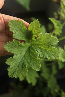 hoja de pelargonium con olor a limón
