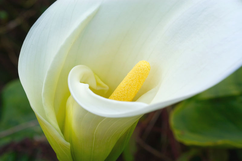 Calla Lily Flower FLOWERS WORLD