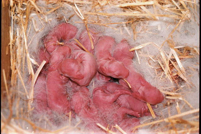 Gazapos recién nacidos.