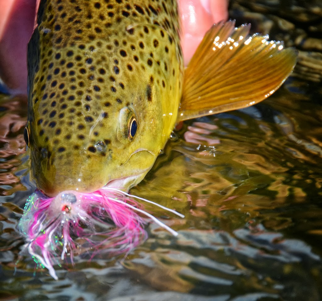 Streamer Time All The Time. Fly Fish Food