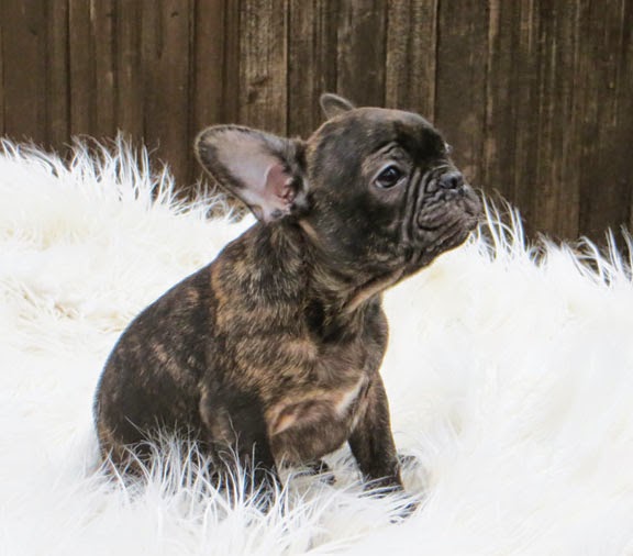 brindle french bulldog brindle french bulldog