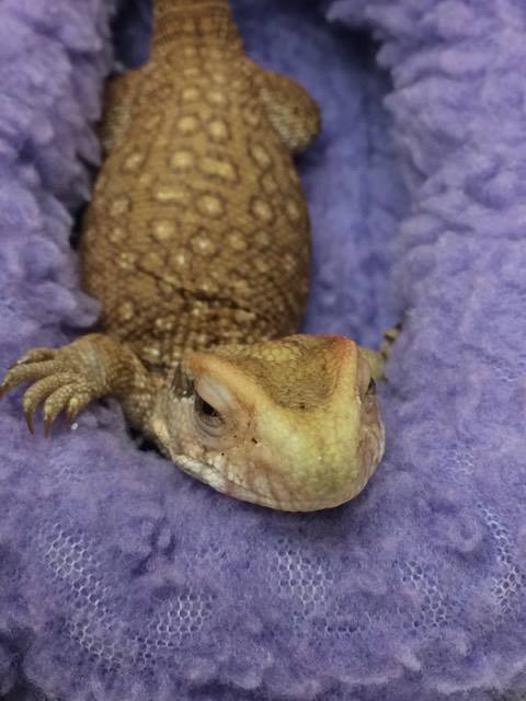 bearded-dragon-rescue-pa2