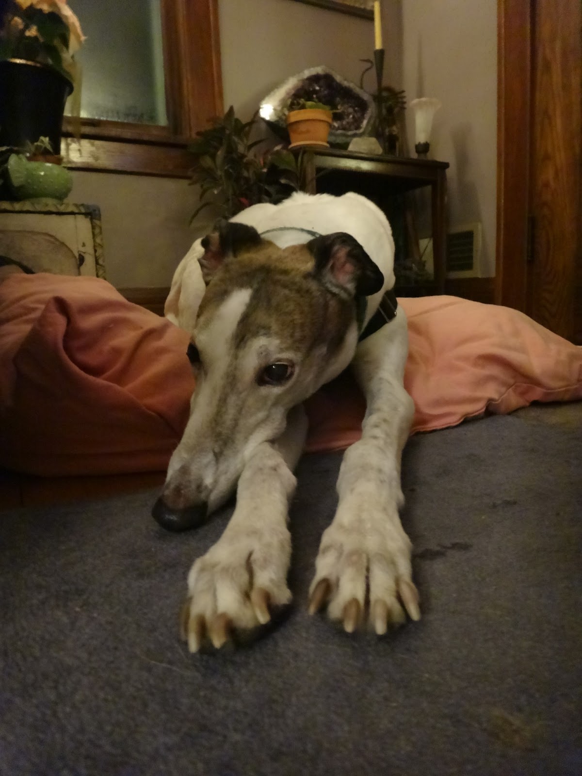 Northern Lights Greyhound Adoption Dog Blog NLGA Photo Roundup