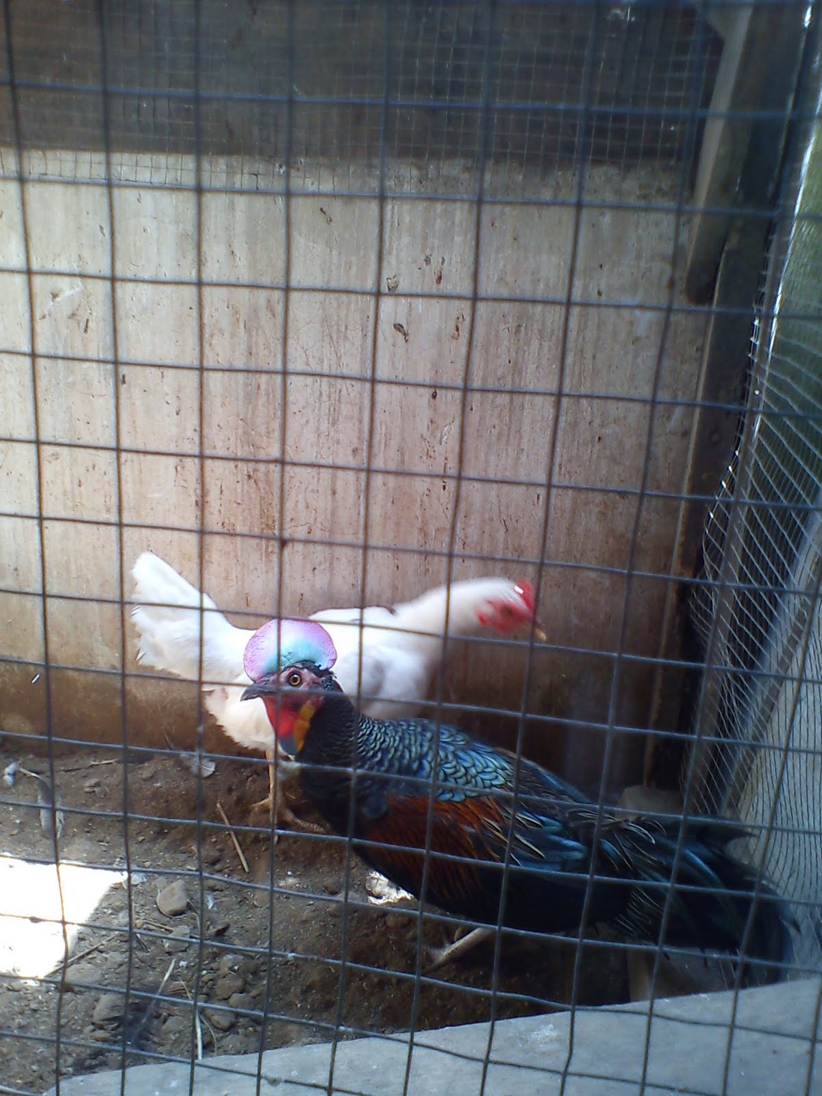 Penangkaran ayam bekisar - Central Unggas Farm | Berita Warta Tips Info