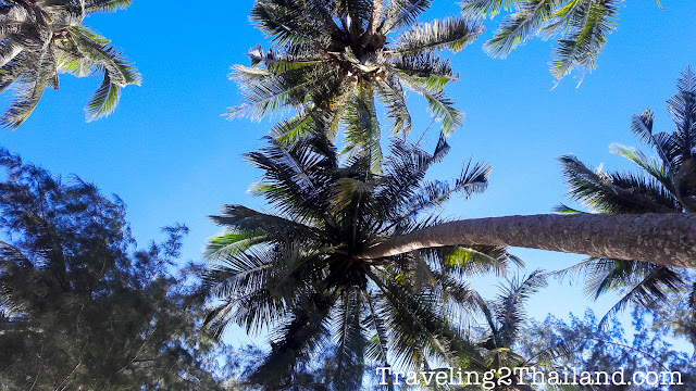 Sitting under a palm tree in Thailand