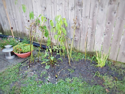 joe pye weed plants onion new garden