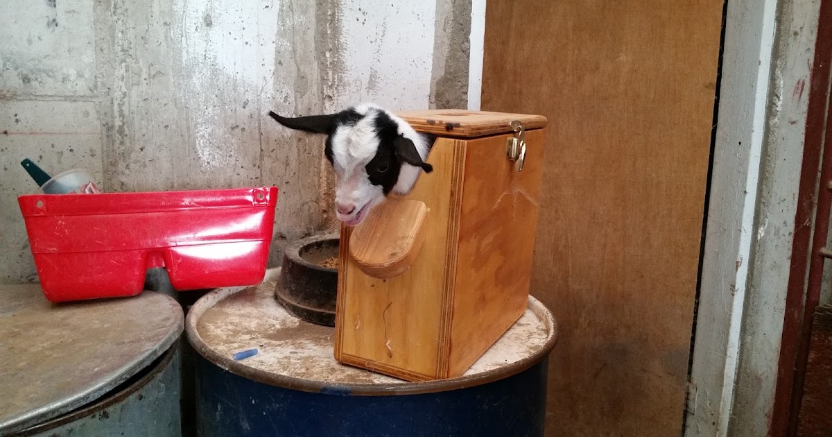 Come What May and Love It Little Goats Horn removal