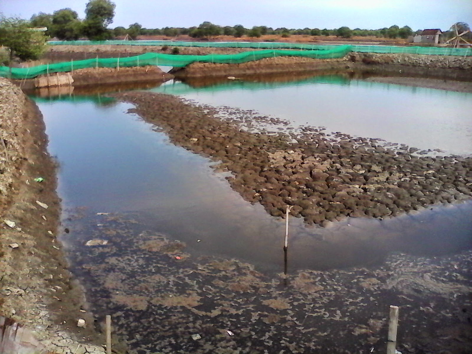 Meningkatkan Produksi Ikan Bandeng melalui Pembenihan yang Baik di Cikoneng