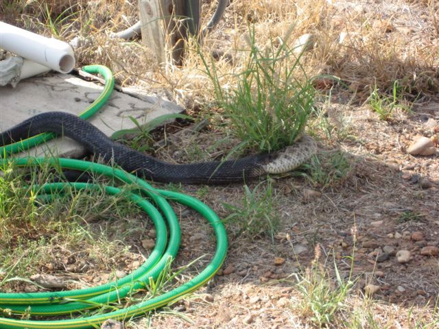 snake eats snake, snake vs snake, blue indigo snake eating other snake, snake pictures, blue indigo snake pictures, diamondback rattlesnake, blue indigo snake eating rattlesnake