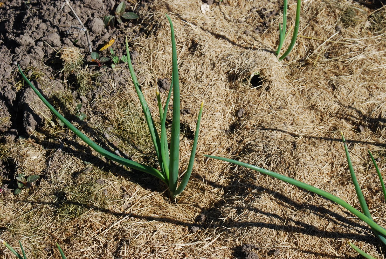 Rob's Vegetable Garden Blog: Garden Shots June 2011