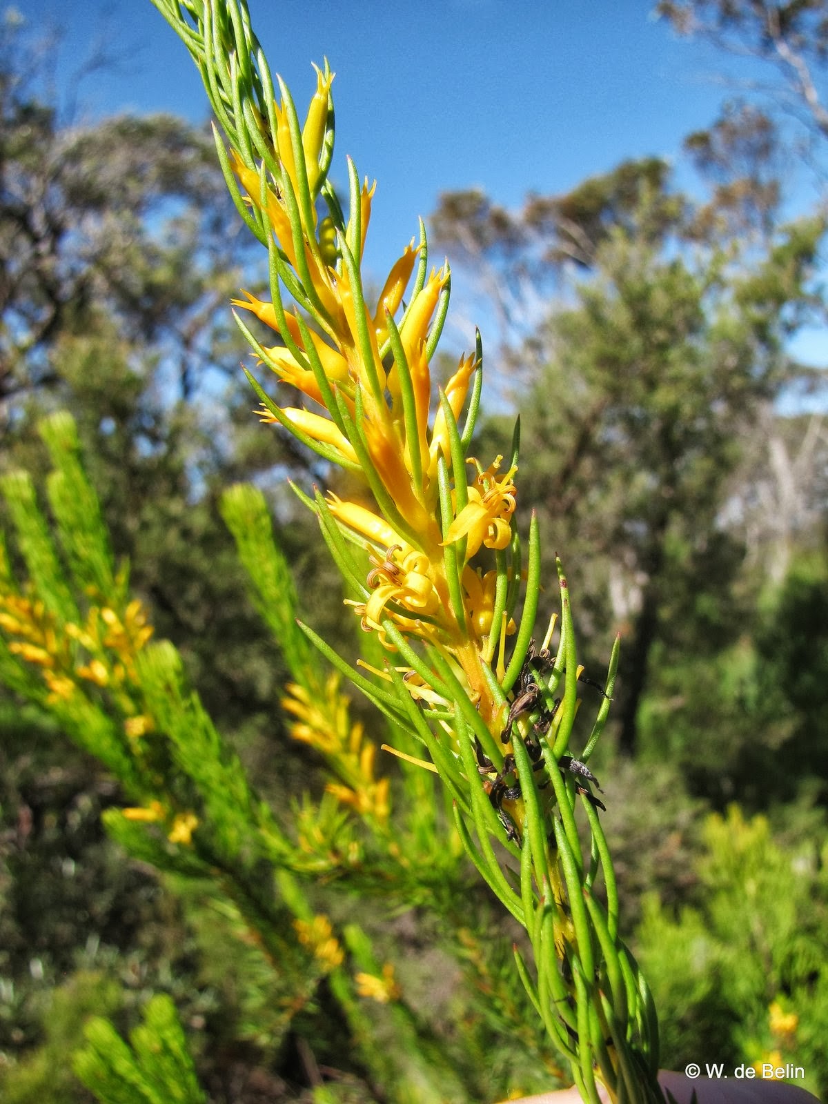Sydney's Wildflowers and Native Plants Persoonia acerosa Needle Geebung.