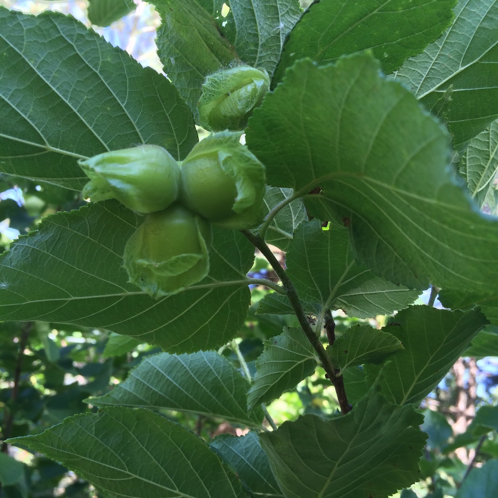 Riverbend Hazelnuts A Little Hazelnut History