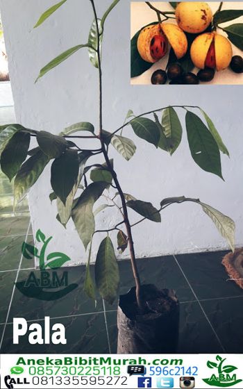 Jual Bibit Pala Super Kota Metro Griya Kebun Tokopedia