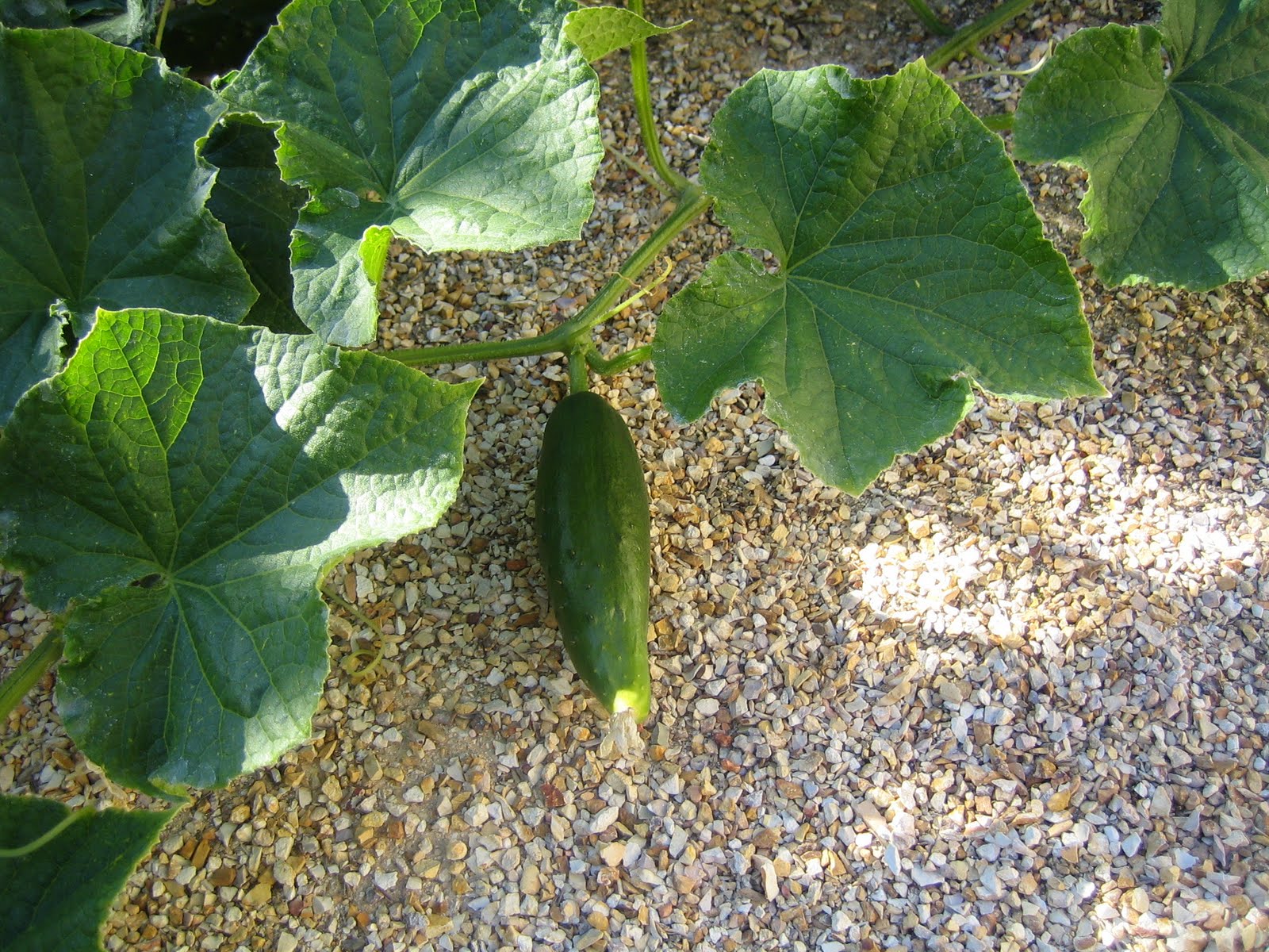 LoriBees Garden Cucumbers Without the Trellis