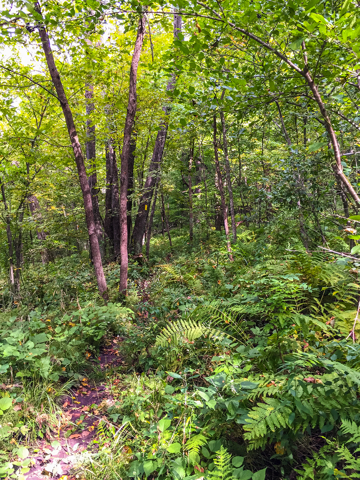 Hiking the Ice Age Trail St Croix Falls Segment