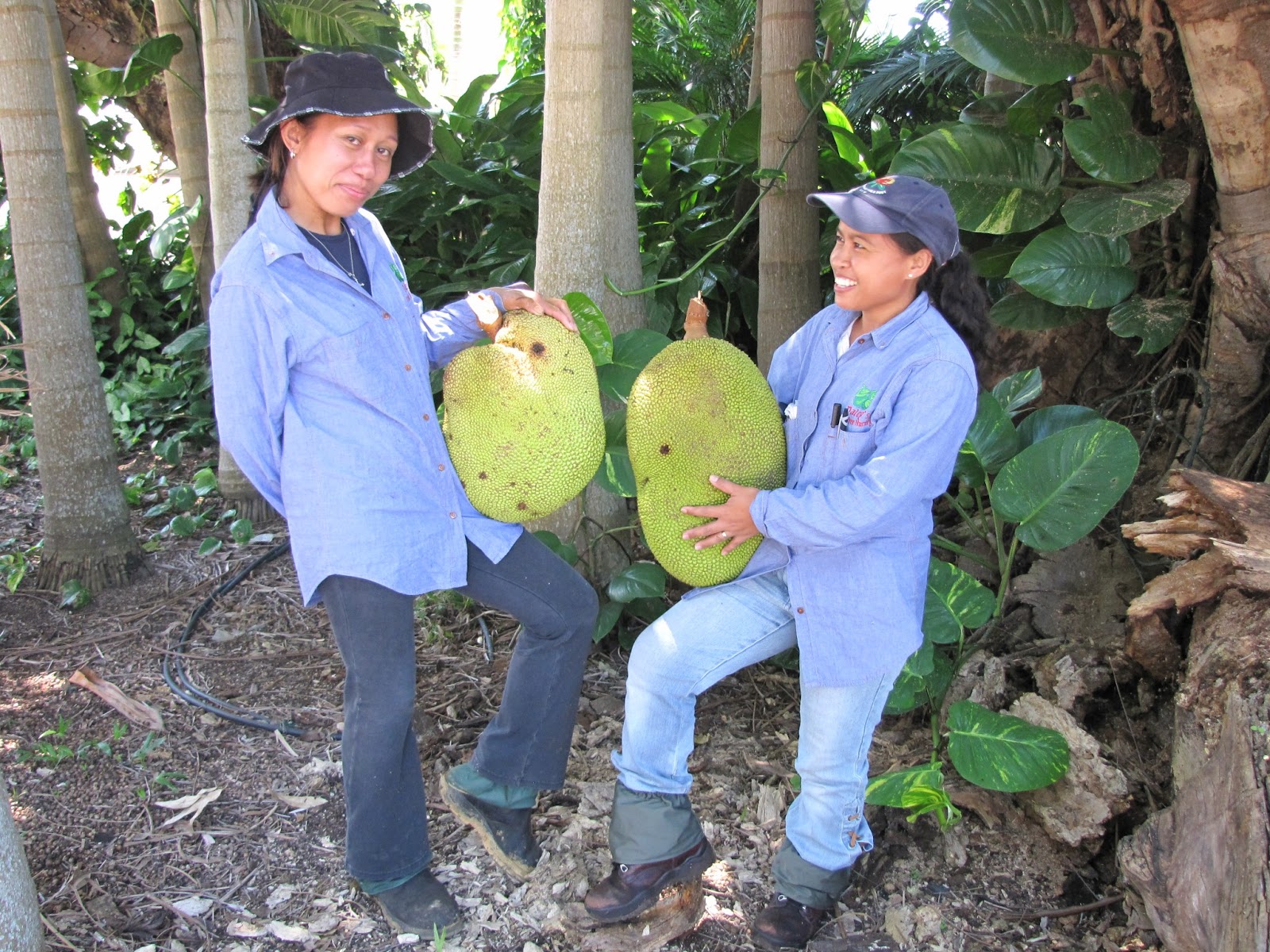 Daleys Fruit Tree Blog Jackfruit the biggest Fruit grown in Australia