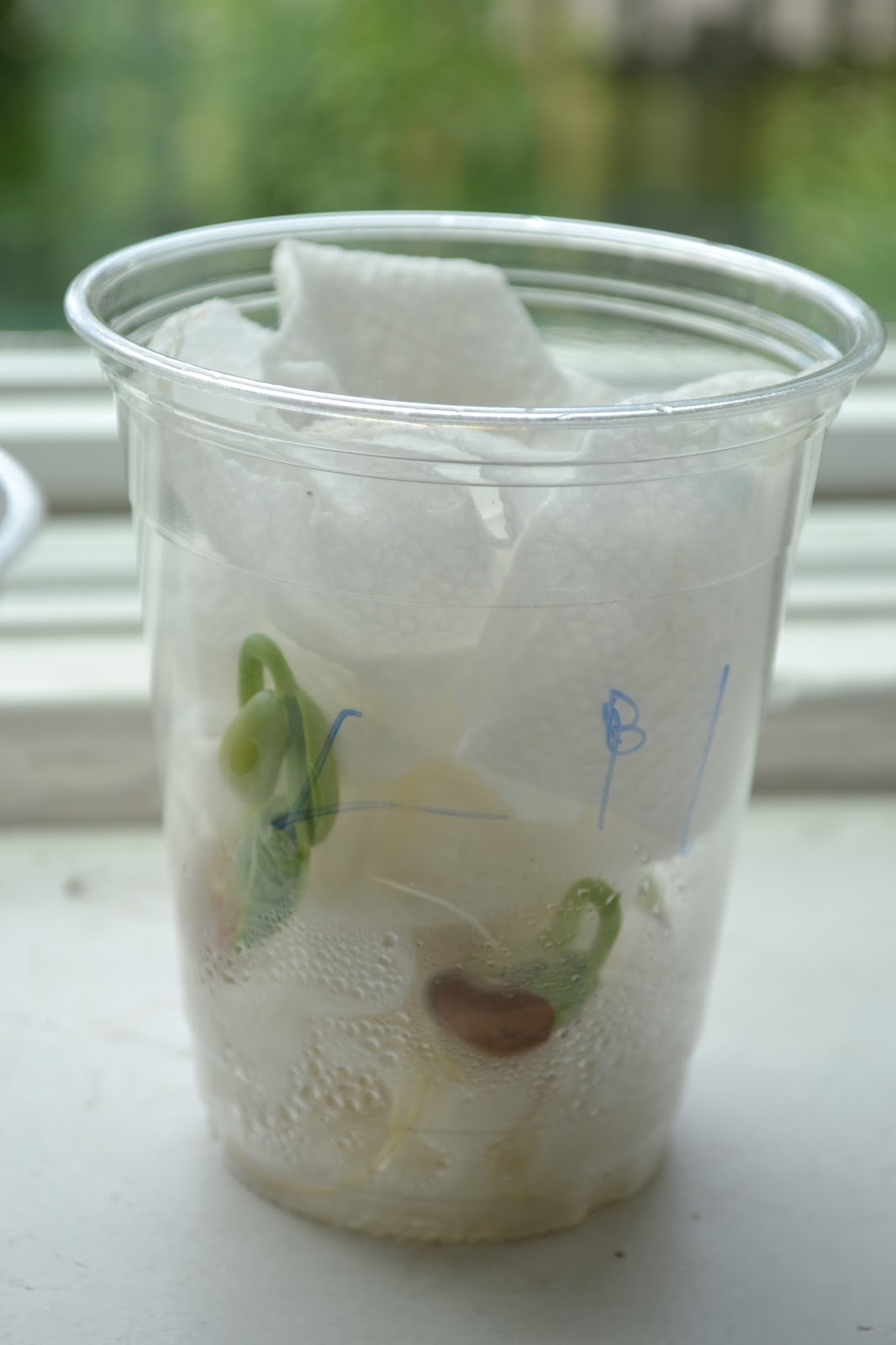 Sprout: Seed Experiments in the Garden!