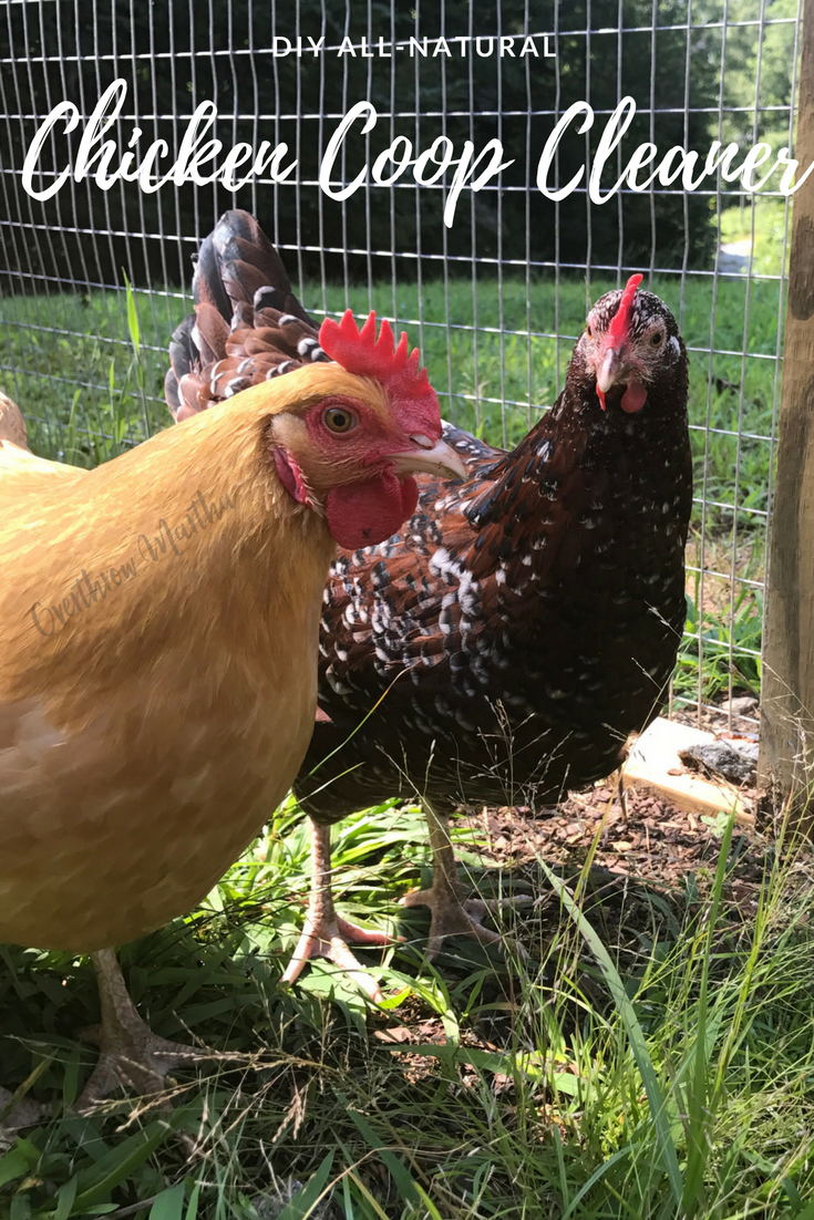 DIY AllNatural Chicken Coop Cleaner Overthrow Martha
