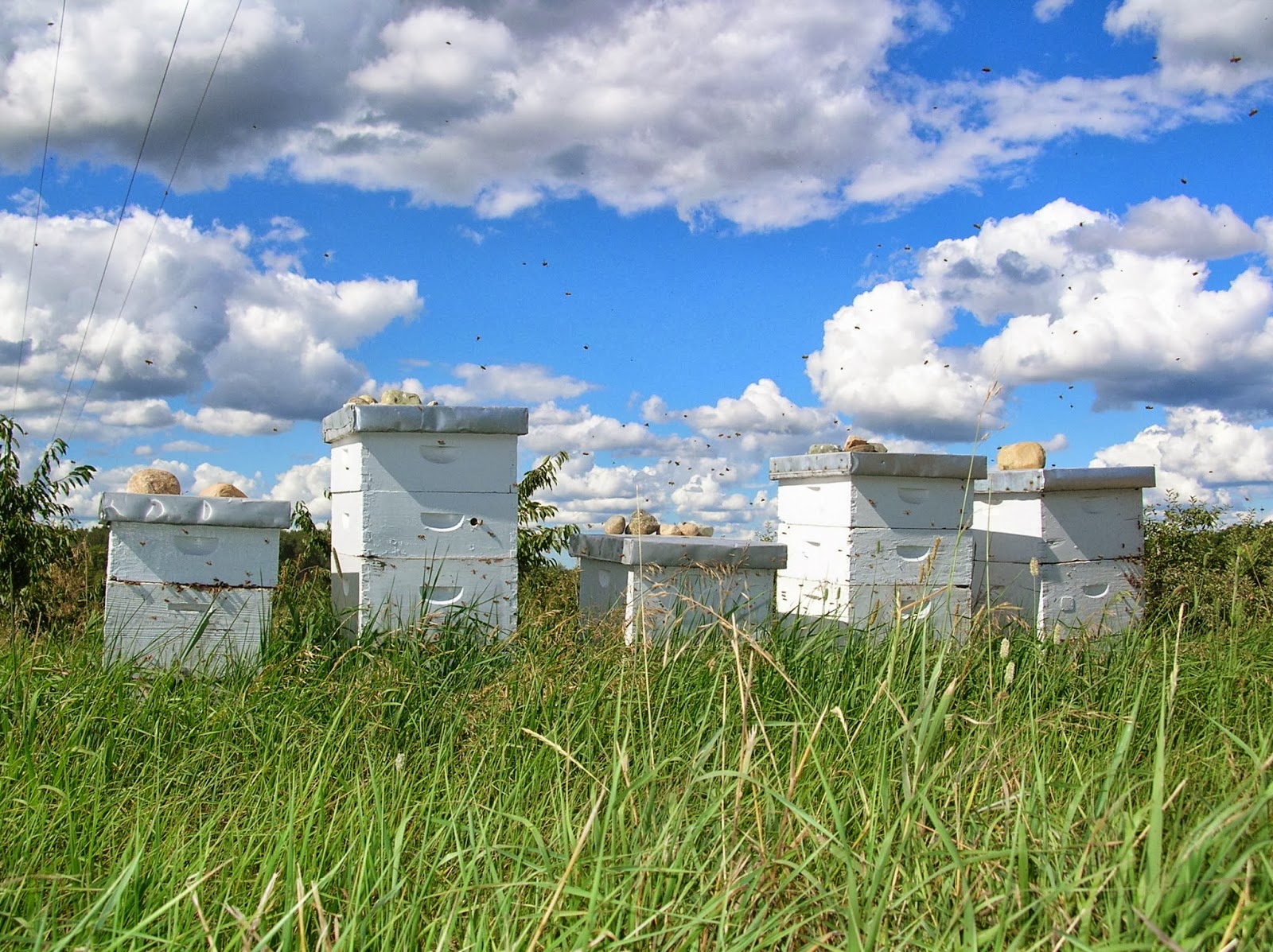 The Skillful Bee: Honey Love