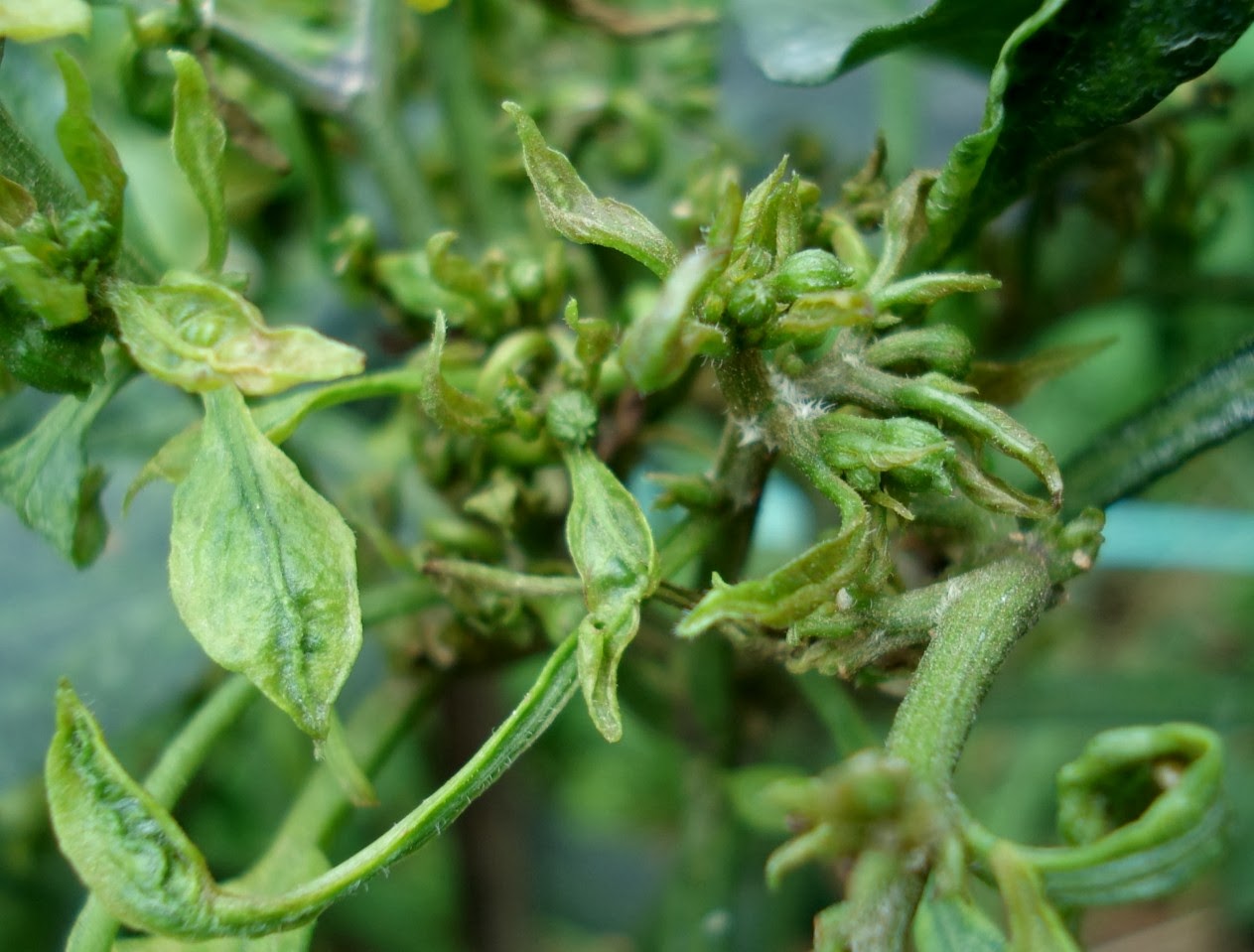 hama penyakit cabe alay gegana